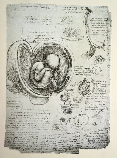 Il feto umano nell