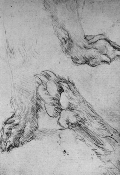 Tre studi delle zampe di un cane o lupo, c1480 1945 da Leonardo da Vinci