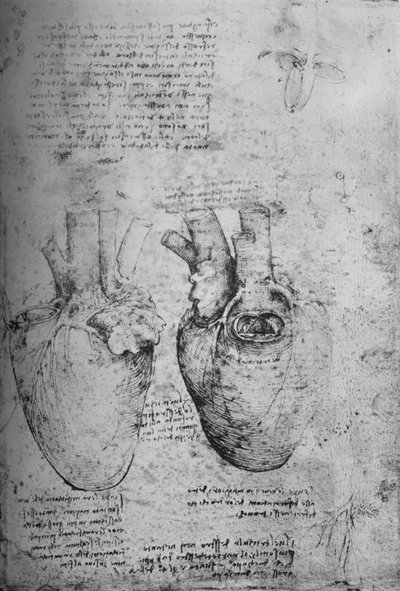 Due disegni del cuore, c1480 da Leonardo da Vinci