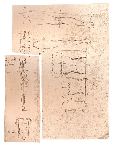 Due disegni che illustrano la teoria delle proporzioni della figura umana, c1472-c1519, 1883 da Leonardo da Vinci