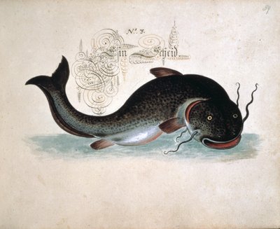 Add 6458 f.39 Pesce gatto da Leonhard Baldner