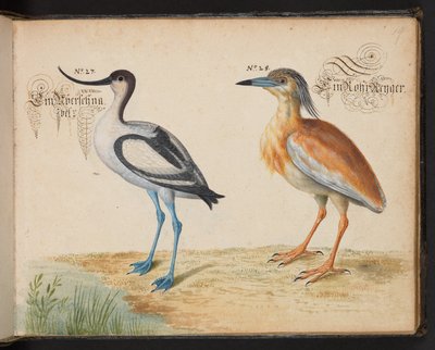 Avocetta e airone guardabuoi da Leonhard Baldner