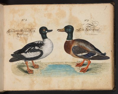 Descrizione e delineazione naturale esatta degli uccelli acquatici, pesci, animali a quattro zampe, insetti e vermi trovati nelle acque di Strasburgo, Leonard Baldner da Leonhard Baldner