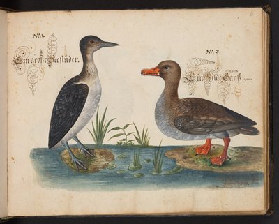 Descrizione e delineazione naturale esatta degli uccelli acquatici, pesci, animali a quattro zampe, insetti e vermi trovati nelle acque di Strasburgo, Leonard Baldner da Leonhard Baldner