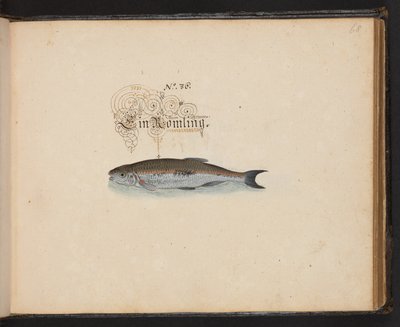Descrizione e delineazione naturale esatta degli uccelli acquatici, pesci, animali a quattro zampe, insetti e vermi trovati nelle acque di Strasburgo, Leonard Baldner da Leonhard Baldner