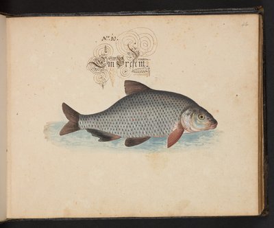 Descrizione e delineazione naturale esatta degli uccelli acquatici, pesci, animali a quattro zampe, insetti e vermi trovati nelle acque di Strasburgo, Leonard Baldner da Leonhard Baldner