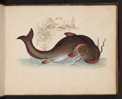 Descrizione e delineazione naturale esatta degli uccelli acquatici, pesci, animali a quattro zampe, insetti e vermi trovati nelle acque di Strasburgo, Leonard Baldner da Leonhard Baldner