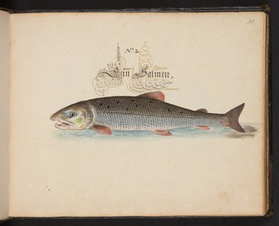 Descrizione e delineazione naturale esatta degli uccelli acquatici, pesci, animali a quattro zampe, insetti e vermi trovati nelle acque di Strasburgo, Leonard Baldner da Leonhard Baldner