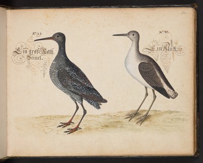 Descrizione naturale esatta e delineazione degli uccelli acquatici, pesci, animali a quattro zampe, insetti e vermi, che si trovano nelle acque di Strasburgo, che io stesso ho sparato e maneggiato. Leonard Baldner, pescatore e cittadino di Strasburgo da Leonhard Baldner