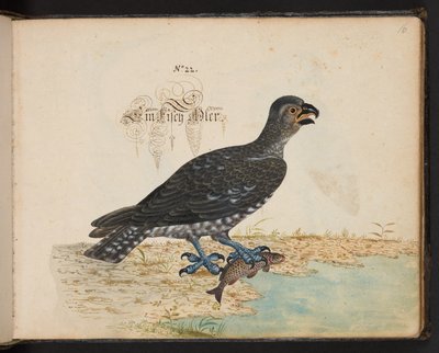 Descrizione naturale esatta e delineazione degli uccelli acquatici, pesci, animali a quattro zampe, insetti e vermi, che si trovano nelle acque di Strasburgo, che io stesso ho sparato e maneggiato. Leonard Baldner, pescatore e cittadino di Strasburgo da Leonhard Baldner