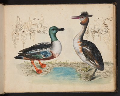 Descrizione naturale esatta e delineazione degli uccelli acquatici, pesci, animali a quattro zampe, insetti e vermi, che si trovano nelle acque di Strasburgo, che io stesso ho sparato e maneggiato. Leonard Baldner, pescatore e cittadino di Strasburgo da Leonhard Baldner