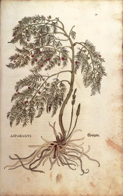 Asparago (Asparagus officinalis) di Leonhart Fuchs da De historia stirpium commentarii insignes (Notable Commentaries on the History of Plants), incisione colorata da Leonhard Fuchs