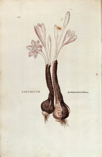 Colchico autunnale (Colchicum autumnale) di Leonhart Fuchs da De historia stirpium commentarii insignes, incisione colorata da Leonhard Fuchs