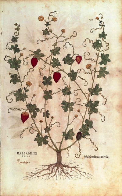 Balsamino (Momordica balsamina) da De historia stirpium commentarii insignes da Leonhard Fuchs