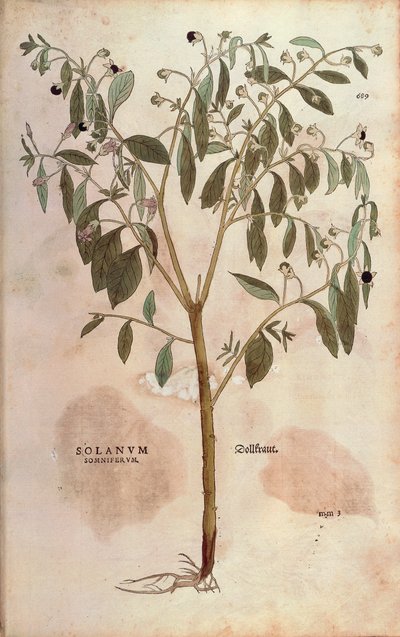 Belladonna - Atropa belladonna (Solanum somniferum) da De historia stirpium commentarii insignes, incisione colorata da Leonhard Fuchs