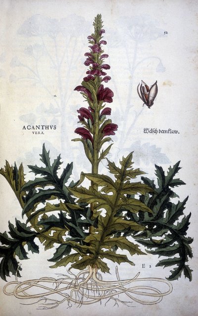 Tavola botanica: Acanthus o Acanthus - in "De Historia Stirpium commentarii insignias" di Leonhart Fuchs da Leonhard Fuchs
