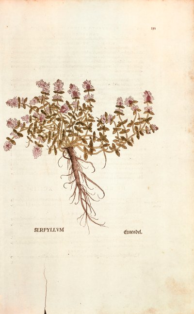 Timo selvatico (Thymus serpyllum) da De historia stirpium commentarii insignes da Leonhard Fuchs