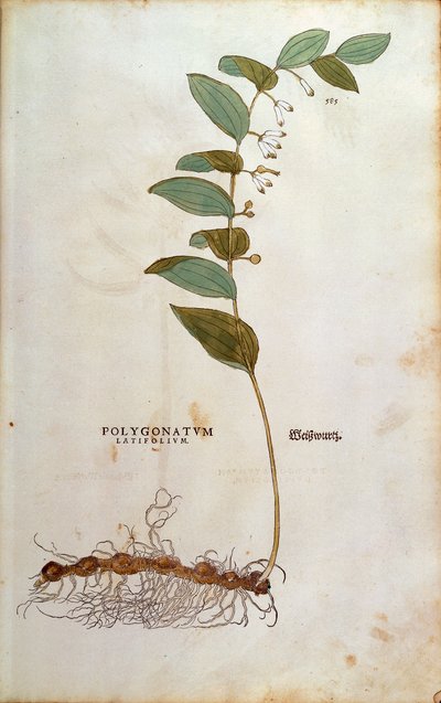 Sigillo di Salomone a foglia larga (Polygonatum latifolium) da De historia stirpium commentarii insignes da Leonhard Fuchs