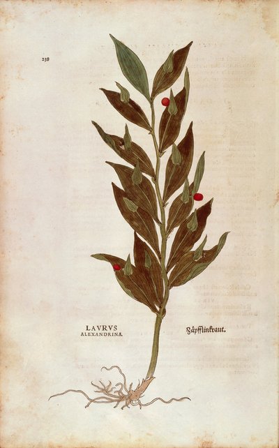 Pungitopo o Ruscolo - Ruscus aculeatus (Laurus alexandrina) da De historia stirpium commentarii insignes da Leonhard Fuchs