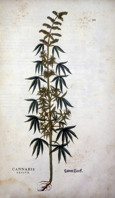 Cannabis Sativa (Canapa coltivata) - in "De Historia Stirpium commentarii insignia" di Leonhart Fuchs da Leonhard Fuchs