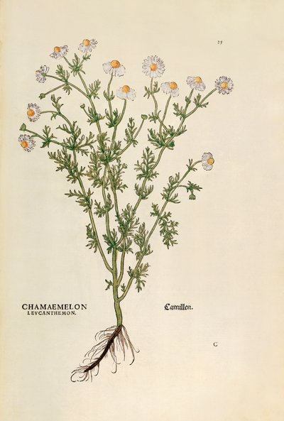 Matricaria chamomilla (Chamaemelum leucanthemum) da De historia stirpium commentarii insignes da Leonhard Fuchs