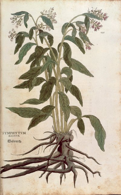 Consolida maggiore - Symphytum officinale (Symphytum magnus) da De historia stirpium commentarii insignes da Leonhard Fuchs