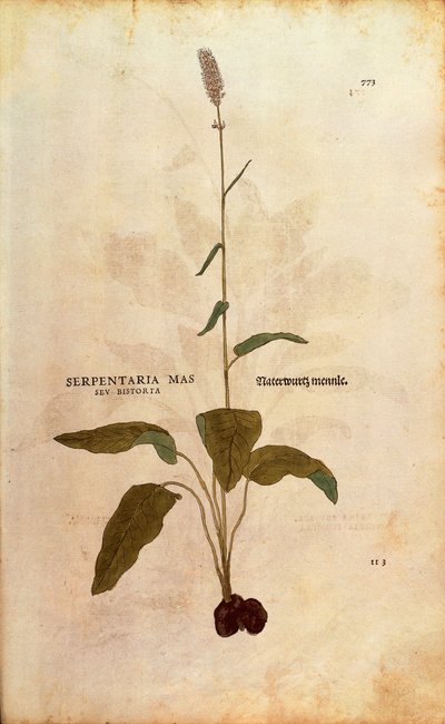 Bistorta comune - Persicaria bistorta o Bistorta polygonum (Serpentaria mas seu bistorta) da De historia stirpium commentarii insignes, incisione colorata da Leonhard Fuchs