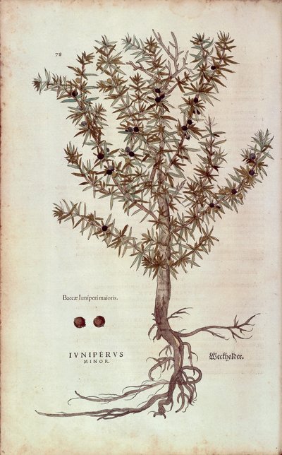 Ginepro comune - Juniperus communis (Juniperus minor) di Leonhart Fuchs da De historia stirpium commentarii insignes (Notable Commentaries on the History of Plants), incisione colorata da Leonhard Fuchs