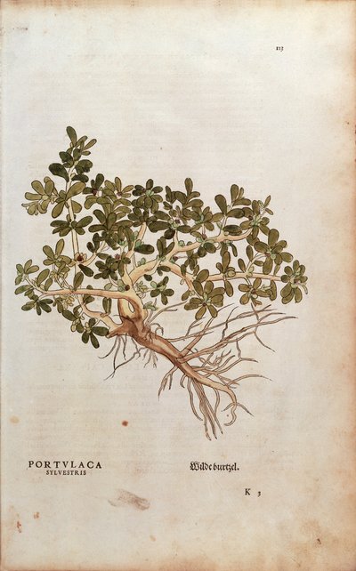Portulaca oleracea (Portulaca sylvestris) da De historia stirpium commentarii insignes da Leonhard Fuchs