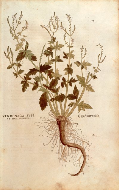 Verbena comune - Verbena officinalis (Verbenaca supina sive foemina) da De historia stirpium commentarii insignes da Leonhard Fuchs