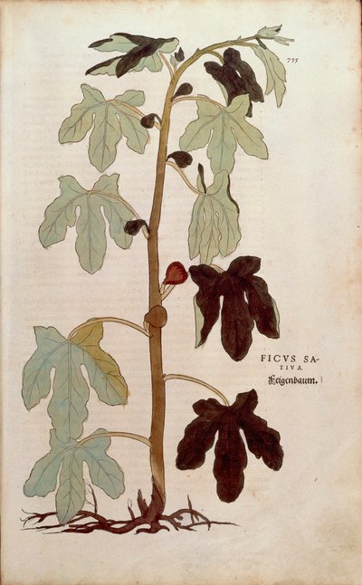 Fico comune (Ficus carica) da De historia stirpium commentarii insignes da Leonhard Fuchs