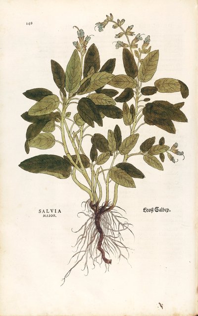Salvia comune - Salvia officinalis (Salvia maior) di Leonhart Fuchs da De historia stirpium commentarii insignes, incisione colorata da Leonhard Fuchs
