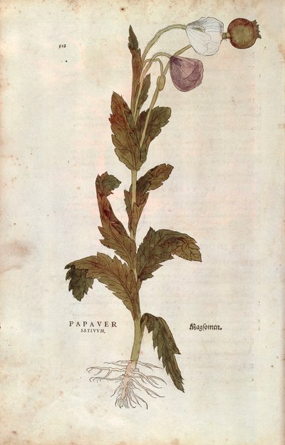 Papavero da campo da Leonhard Fuchs
