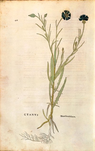 Fiordaliso (Centaurea cyanus) di Leonhart Fuchs da "De historia stirpium commentarii insignes", incisione colorata da Leonhard Fuchs
