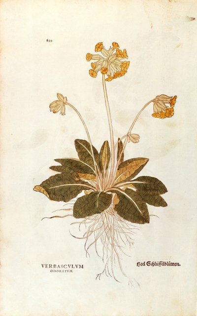 Primula veris officinalis (Verbasculum odoratum) da De historia stirpium commentarii insignes da Leonhard Fuchs