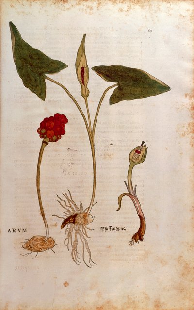 Gigaro italiano - Arum italicum (Arum) di Leonhart Fuchs da De historia stirpium commentarii insignes, incisione colorata da Leonhard Fuchs