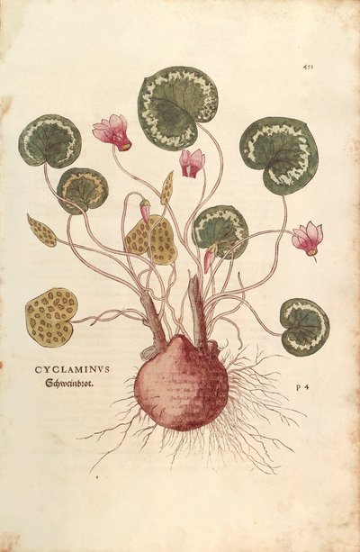 Ciclamino (Cyclaminus) da De historia stirpium commentarii insignes, incisione colorata da Leonhard Fuchs