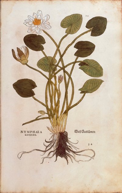 Ninfea bianca o loto bianco - Nymphaea alba (Nymphaea candida) di Leonhart Fuchs da De historia stirpium commentarii insignes, incisione colorata da Leonhard Fuchs