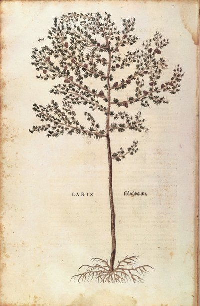 Larice europeo (Larix decidua) da De historia stirpium commentarii insignes da Leonhard Fuchs