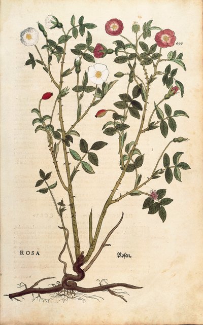Rosa semprevirens, da De historia stirpium commentarii insignes da Leonhard Fuchs