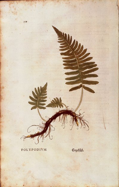 Felce, polipodio comune (Polypodium vulgare) di Leonhart Fuchs da De historia stirpium commentarii insignes (Commentari notevoli sulla storia delle piante) incisione colorata da Leonhard Fuchs
