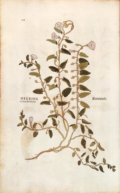 Vilucchio - Convolvulus arvensis, da De historia stirpium commentarii insignes da Leonhard Fuchs
