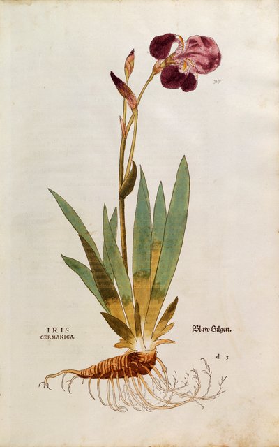 Iris germanica, da De historia stirpium commentarii insignes da Leonhard Fuchs