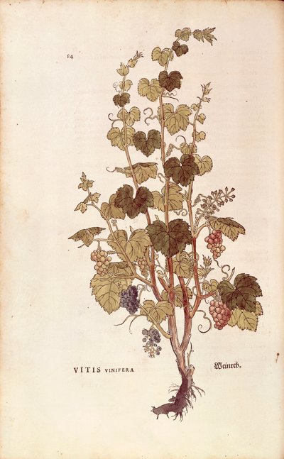 Vite (Vitis vinifera), da De historia stirpium commentarii insignes da Leonhard Fuchs
