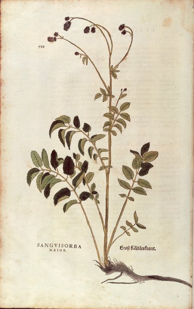 Pimpinella maggiore - Sanguisorba officinalis (Sanguisorba major) di Leonhart Fuchs da De historia stirpium commentarii insignes, incisione colorata da Leonhard Fuchs