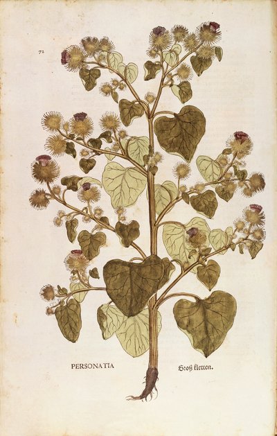 Bardana maggiore - Arctium lappa (Personatia) di Leonhart Fuchs da De historia stirpium commentarii insignes, incisione colorata da Leonhard Fuchs