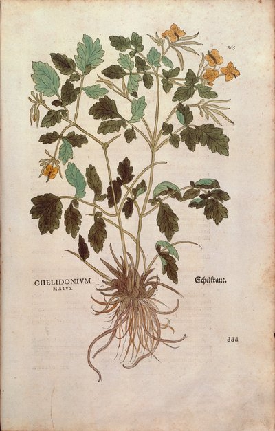 Chelidonium majus da De historia stirpium commentarii insignes da Leonhard Fuchs