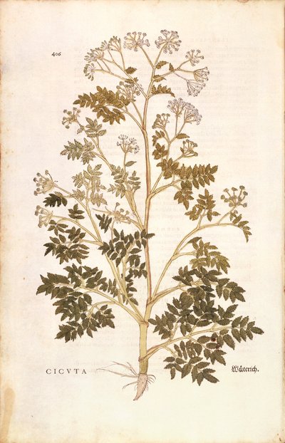Conium maculatum (Cicuta) da De historia stirpium commentarii insignes da Leonhard Fuchs