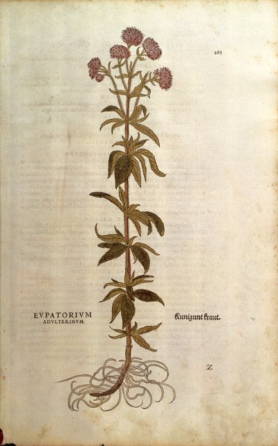 Canapa acquatica - Eupatorium cannabinum (Eupatorium adulterinum) da De historia stirpium commentarii insignes da Leonhard Fuchs