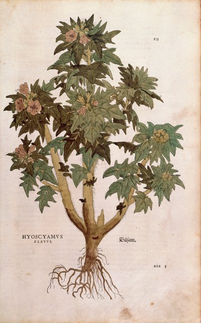 Giusquiamo - Hyoscyamus niger (Hyoscyamus flavus) di Leonhart Fuchs da De historia stirpium commentarii insignes (Notable Commentaries on the History of Plants), incisione colorata da Leonhard Fuchs